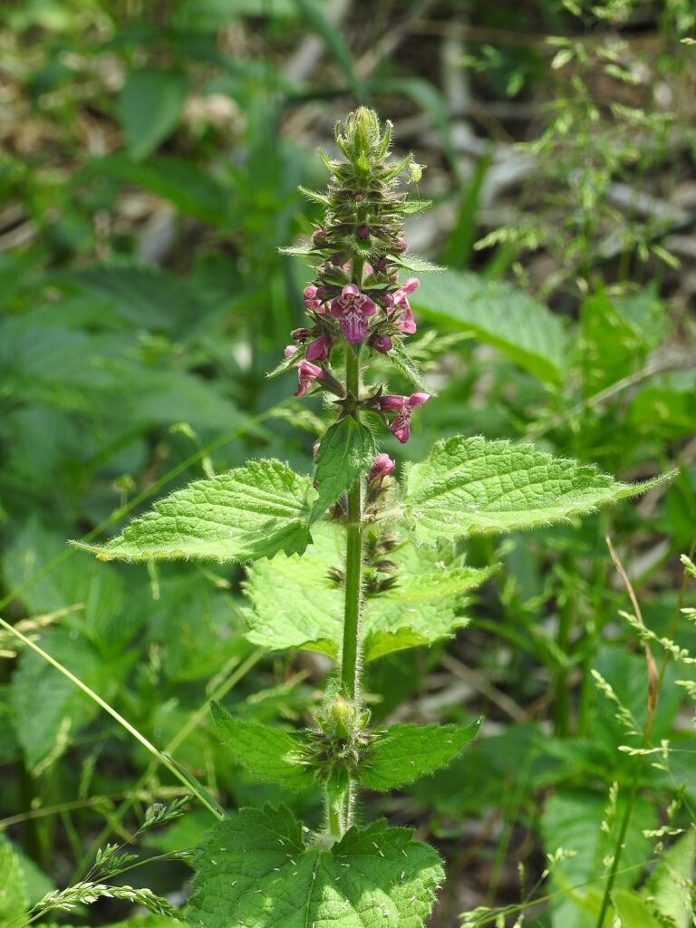 Čistec lesný (Stachys silvatica)