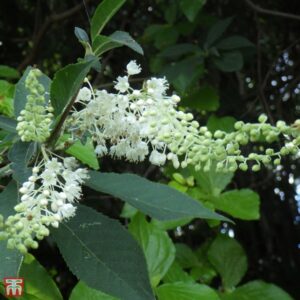 Jochovec chlpatožilný (Clethra barbinervis)