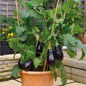 Baklažán (Solanum melongena)