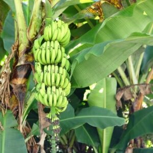 Banánovník (Musa)