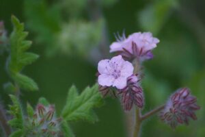 Krásne divoké kvety fácie (Phacelia) – fotografia: Tony Andrews (TonyTheTigersSon).