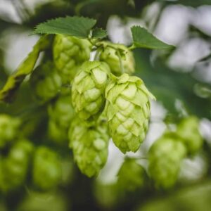 Humulus lupulus - Chmeľ obyčajný