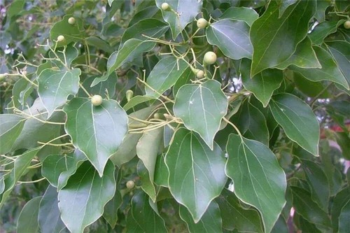Kafrovník (Cinnamomum camphora)