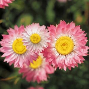 Helipterum roseum – smilek ružový