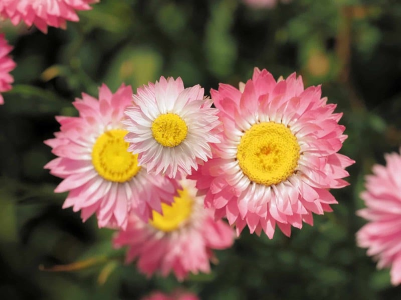 Helipterum roseum – smilek ružový