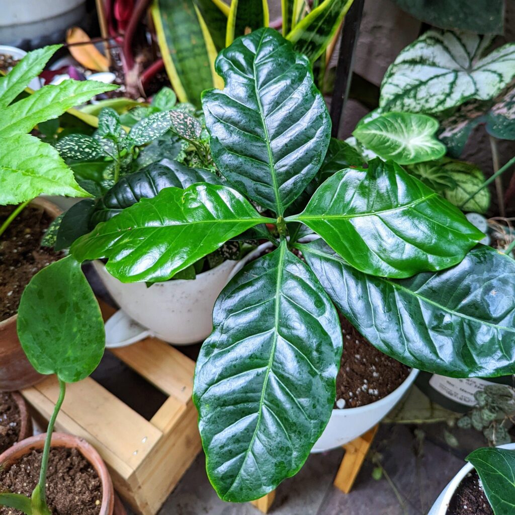 Kávovník (Coffea)