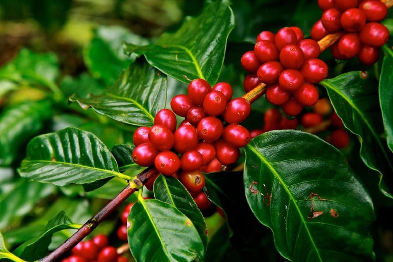 Kávovník (Coffea)