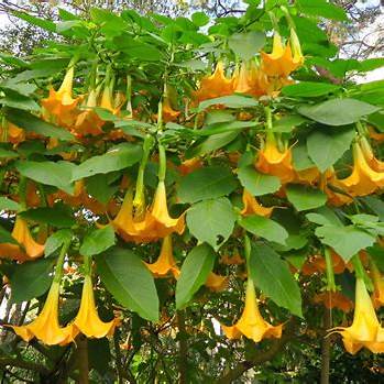 Durman voňavý (Datura suaveolens)