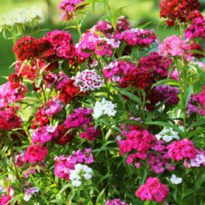 klinček (Dianthus)