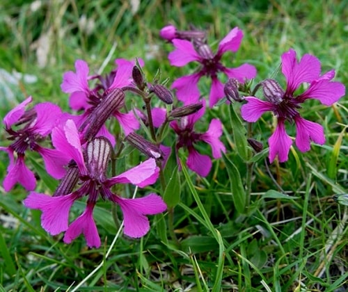 Klinček Elisabethin – Silene elisabethae