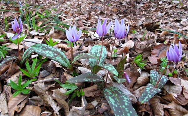Kandík (Erythronium)