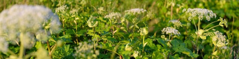 Mnoho jedovatých rastlín: bolehlavovec sosnovského na poli, známy ako Heracleum alebo divá mrkva.