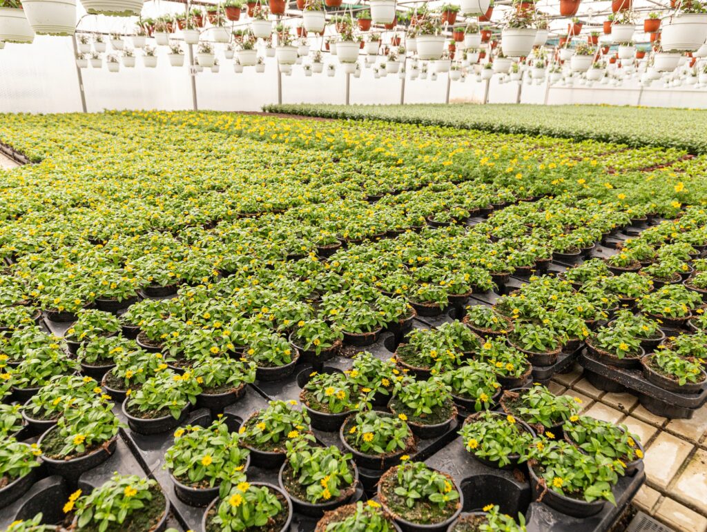 Vitálka poliehavá (Sanvitalia procumbens)