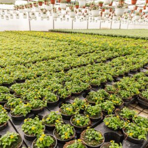 Vitálka poliehavá (Sanvitalia procumbens)