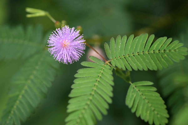 Citlivka hanblivá (Mimosa pudica)