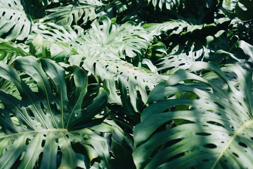 Monstera (Monstera spp.)
