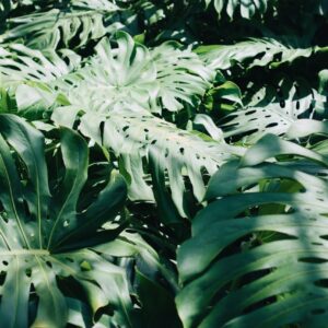 Monstera (Monstera spp.)