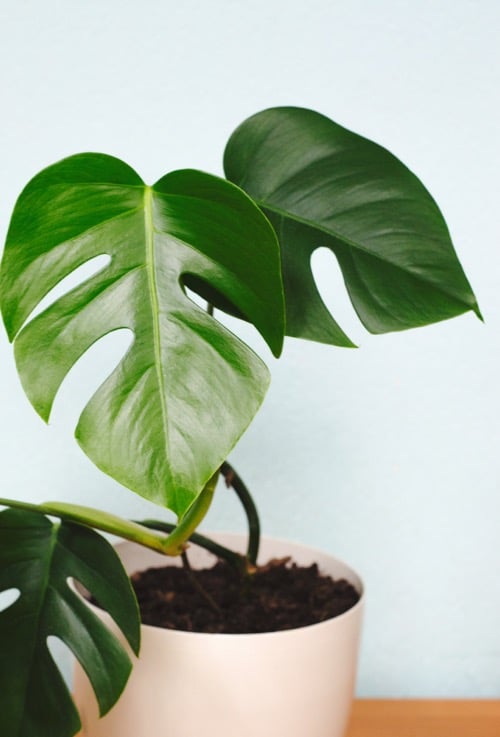 Monstera (Monstera spp.)