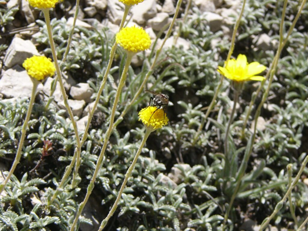 Santolina elegans
