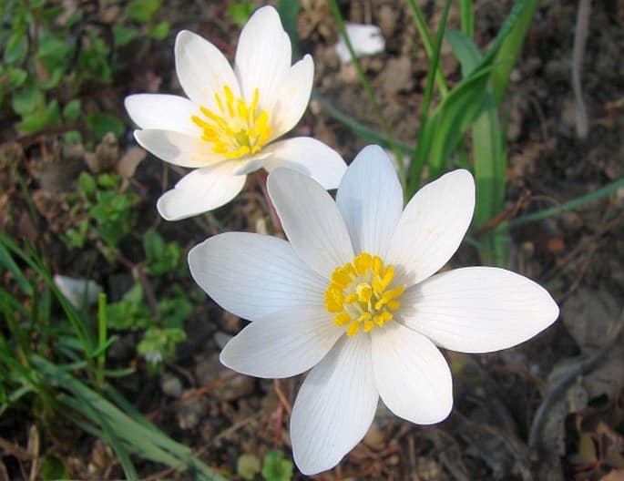 Krvavica kanadská (Sanguinaria canadensis)