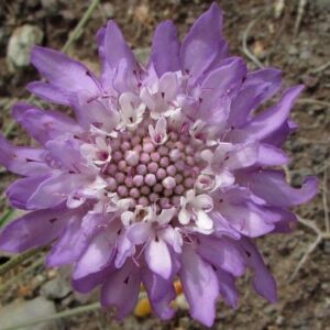 SCABIOSA ATROPURPUREA L. – hlaváč čiernofialový