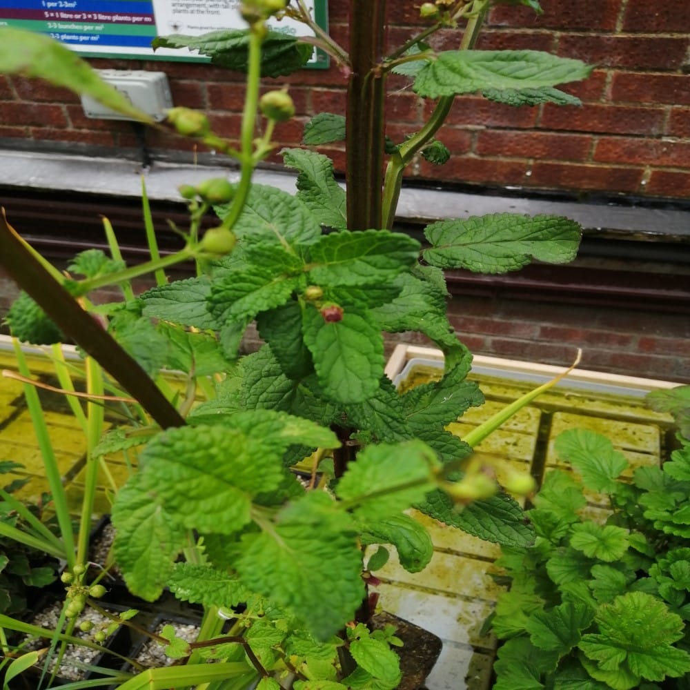 Krtičník vodný – Scrophularia aquatica