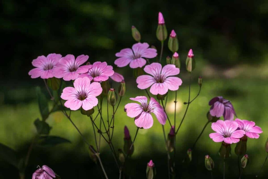 Silene coeli-rosa (nebeská ružička)
