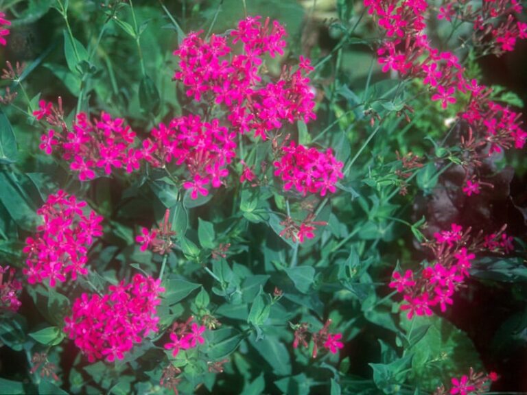 Klinček pobrežný (Silene armeria 'Electra')