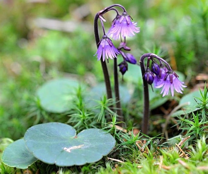 Soldanelka horská (Soldanella montana)