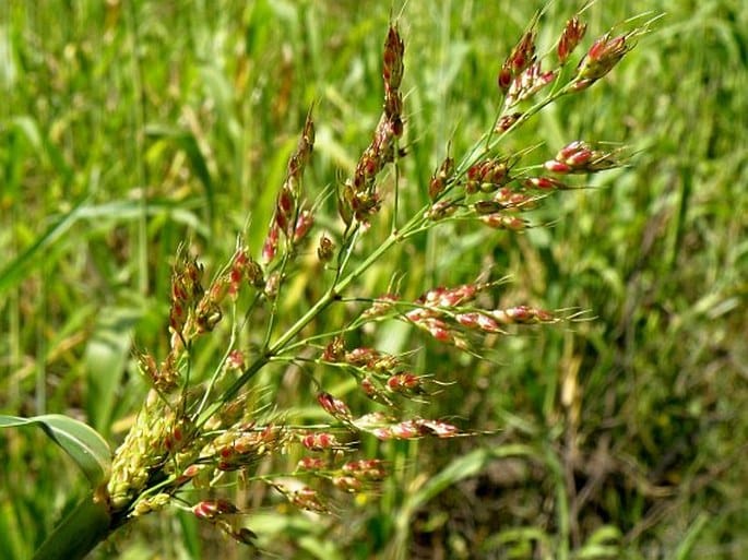 Čirok dvojfarebný (Sorghum bicolor)