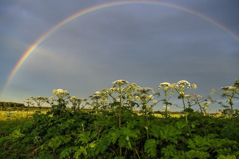 Bolehlavovec sosnovského (Heracleum sosnowskyi) je nebezpečná invázna rastlina, dúha nad poľom s bolehlavovcom.