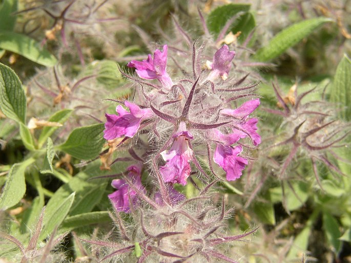 Stachys lavandulifolia