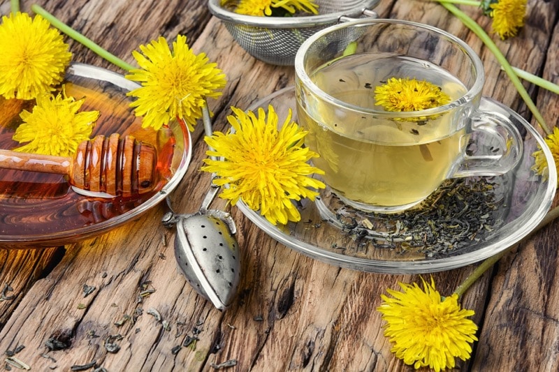 Púpava lekárska (Taraxacum officinale)