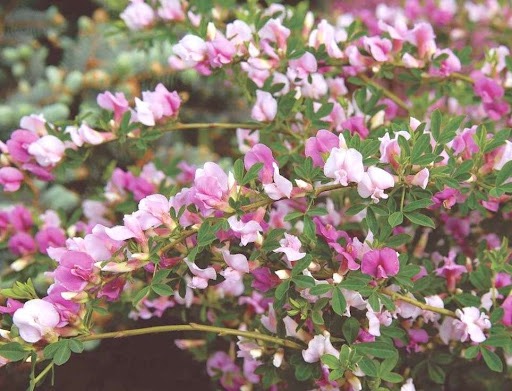 Čilimník purpurový (Cytisus purpureus)