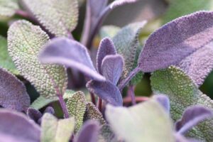 Šalvia lekárska 'Purpurascens'