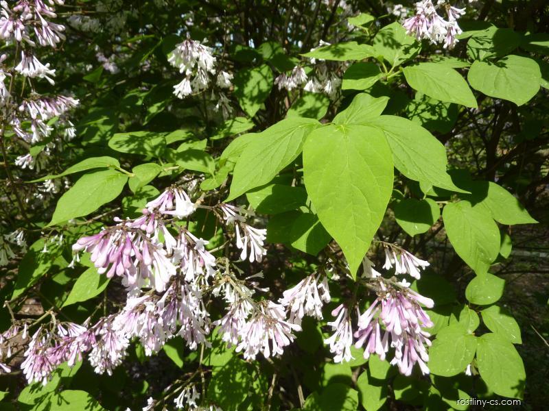 Orgován amurský (Syringa reticulata var. mandshurica)
