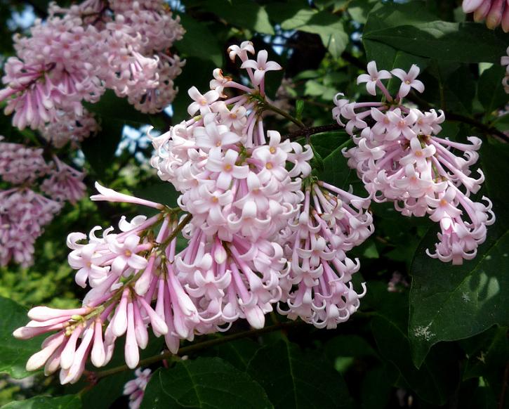 Orgován karpatský (Syringa josikaea)