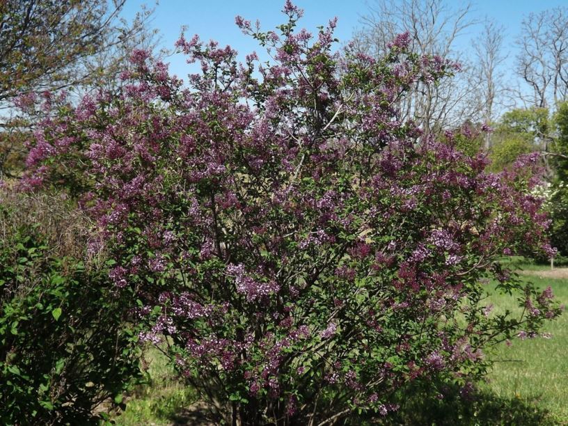 Orgován Julianin (Syringa julianae)