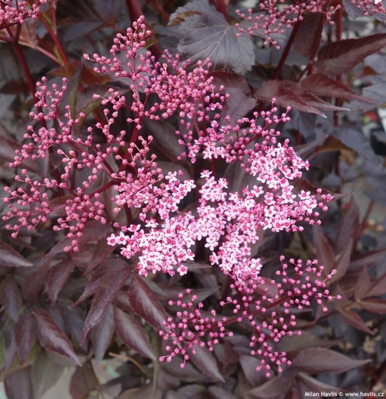 Sambucus nigra – baza čierna