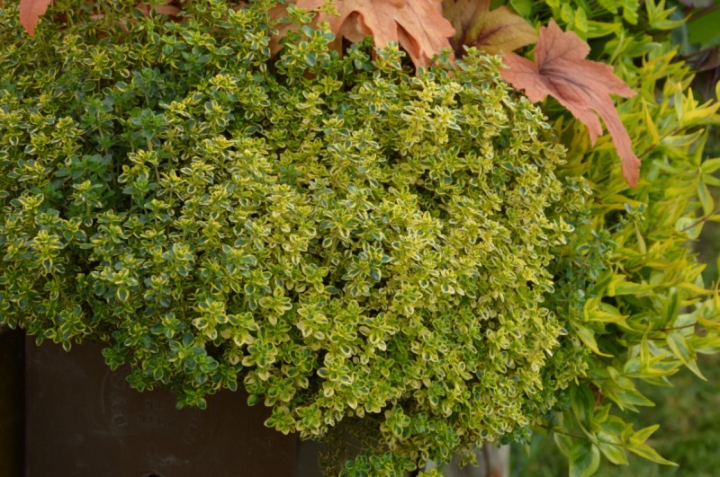 Materina dúška citrónová (Thymus × citriodorus)