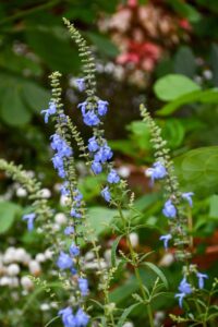 Salvia azurea, šalvia modrá
