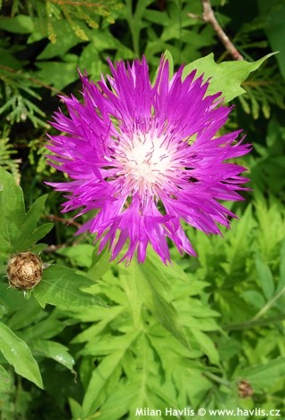 Chrpa belavá (Centaurea dealbata)