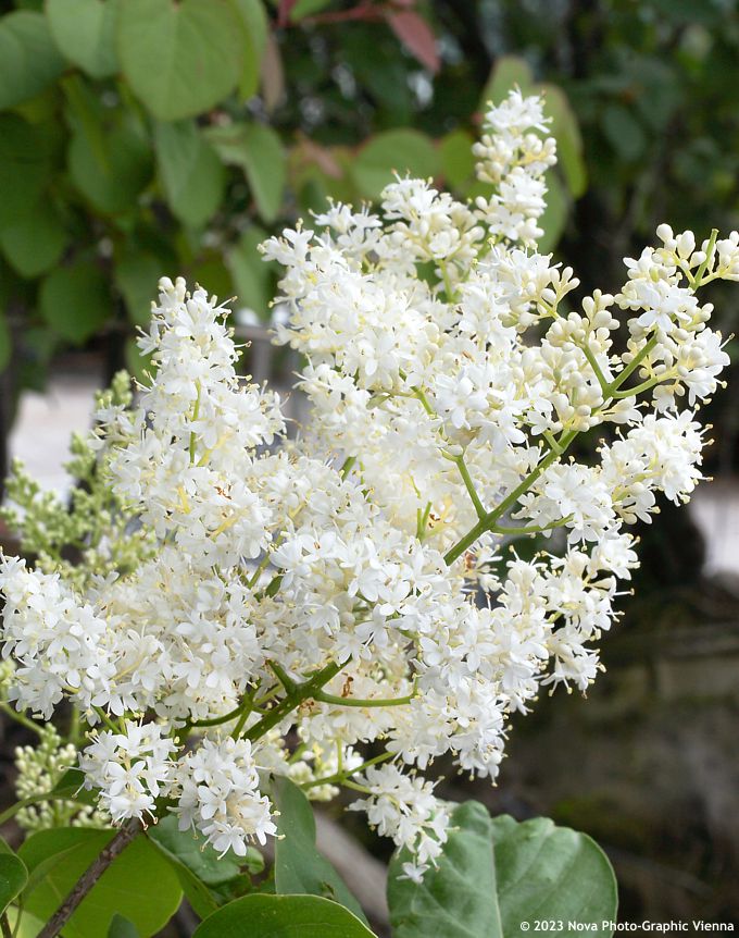 Orgován japonský (Syringa reticulata)