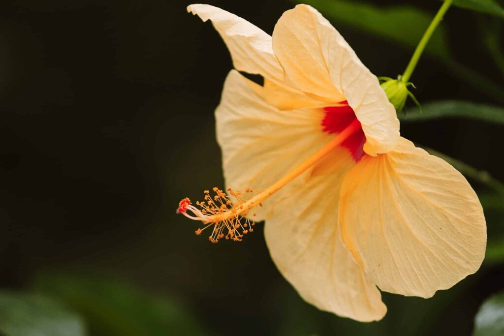 Hibiscus rosa-sinensis (čínsky ibištek)