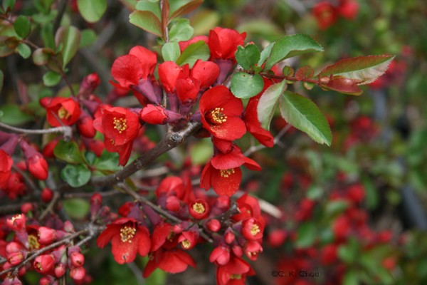 Dula fľaškovitá (Chaenomeles speciosa)