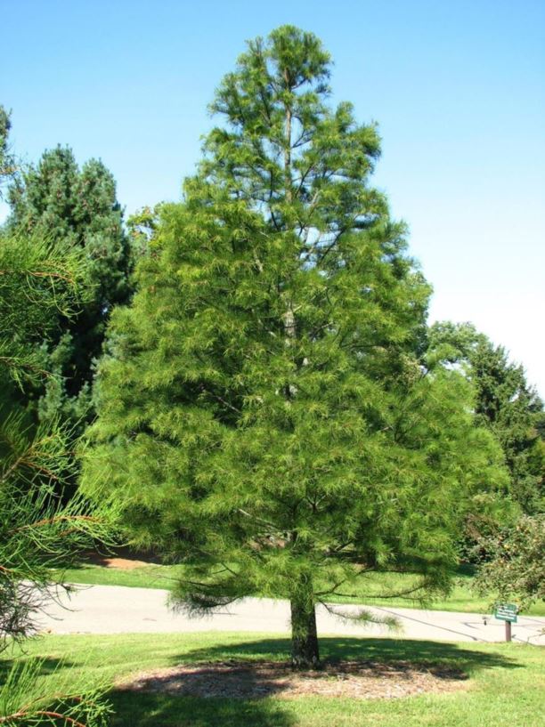 Tisovec vzpriamený (Taxodium ascendens)