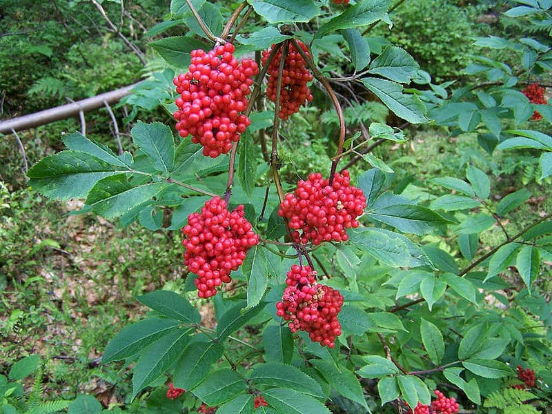 Sambucus racemosa, baza strapcovitá