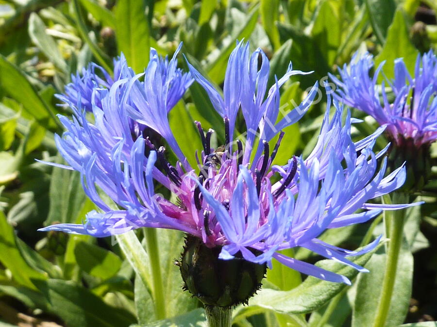 Chrpa horská (Centaurea montana)