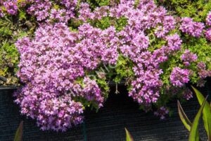 Materina dúška Doerflerova (Thymus doerfleri)