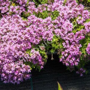 Materina dúška Doerflerova (Thymus doerfleri)